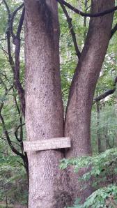 Two roads diverged in a wood, and I—  I took the one less traveled by,  And that has made all the difference. --Robert Frost